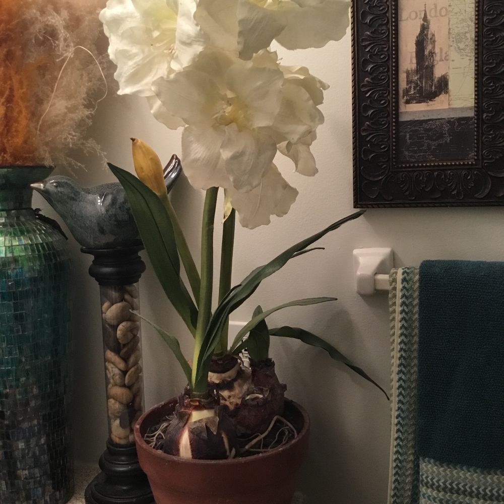 Beautiful artificial plant 🌱 great for any room.